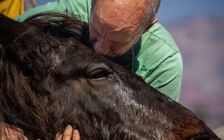 epa08860740 A man kisses a horse as he tries to get it to stand up after it was injured during the Bond Fire in Lake Forest, California, USA, 03 December 2020. The Bond Fire had burned over 7,000 acres as of 03 December afternoon.  EPA/Christian Monterrosa