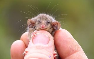 Little pygmy possum is held as conservation efforts continue following last summer's bushfire on Kangaroo Island, Australia December 2, 2020 in this image obtained from social media. Picture taken December 2, 2020. Kangaroo Island Land For Wildlife/Ashlee Benc via REUTERS ATTENTION EDITORS - THIS IMAGE HAS BEEN SUPPLIED BY A THIRD PARTY. NO RESALES. NO ARCHIVES. MANDATORY CREDIT