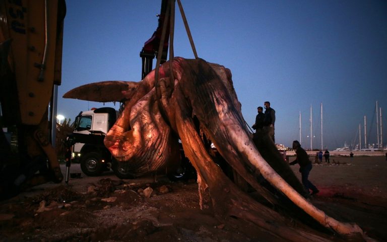 Νεκρή φάλαινα ανοικτά της Πειραϊκής (εικόνες)