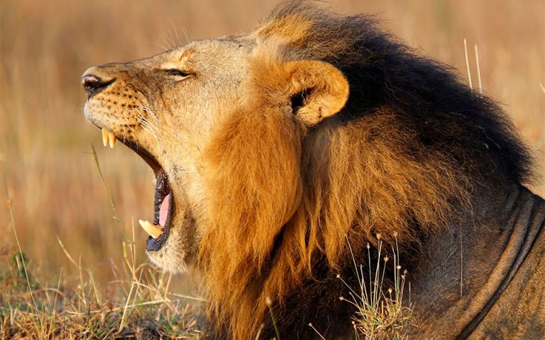 Βαρκελώνη: Θετικά στην Covid τέσσερα λιοντάρια σε ζωολογικό κήπο