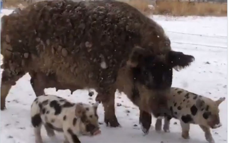 Γουνοφόροι χοίροι κάνουν βόλτα στα χιόνια (βίντεο)