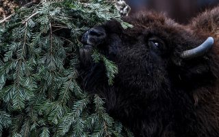 epa08924306 A Bison eats a Christmas tree in its enclosure in the Tierpark Zoo, in Berlin, Germany, 07 January 2021. The Zoo uses leftover Christmas trees to feed animals after Christmas.  EPA/FILIP SINGER