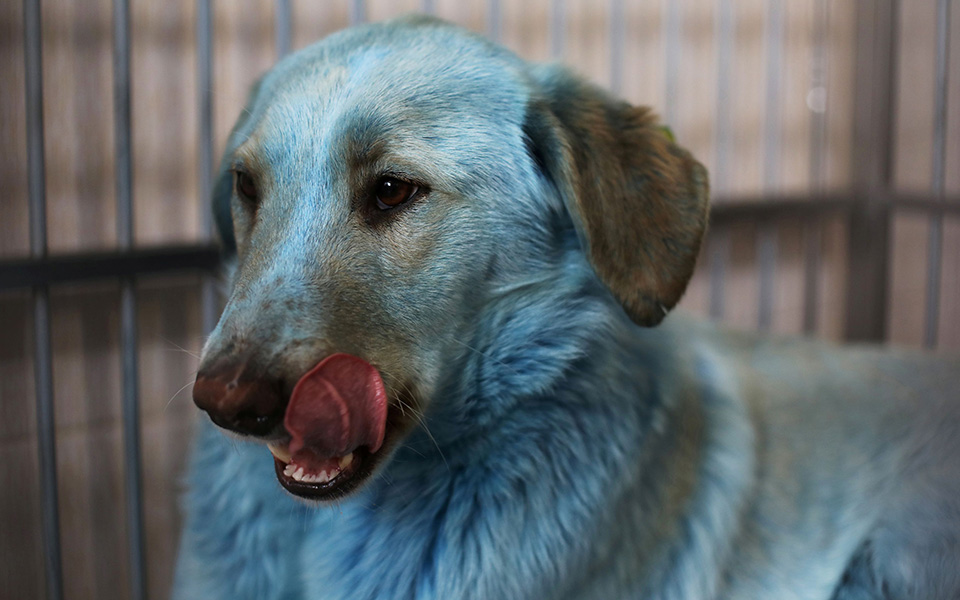  Οι μπλε σκύλοι