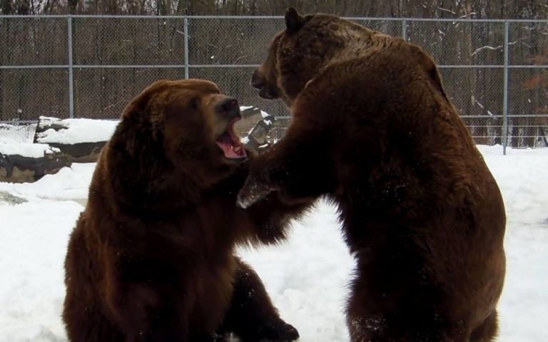 Το… κρύο της αρκούδας (βίντεο)
