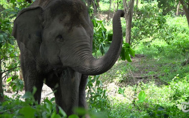 Βίντεο New York Times: Μέσα στη μύτη ενός ελέφαντα