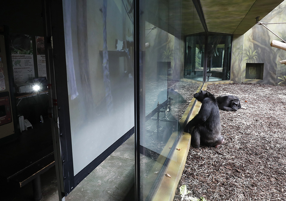 Η μοναξιά των χιμπατζήδων