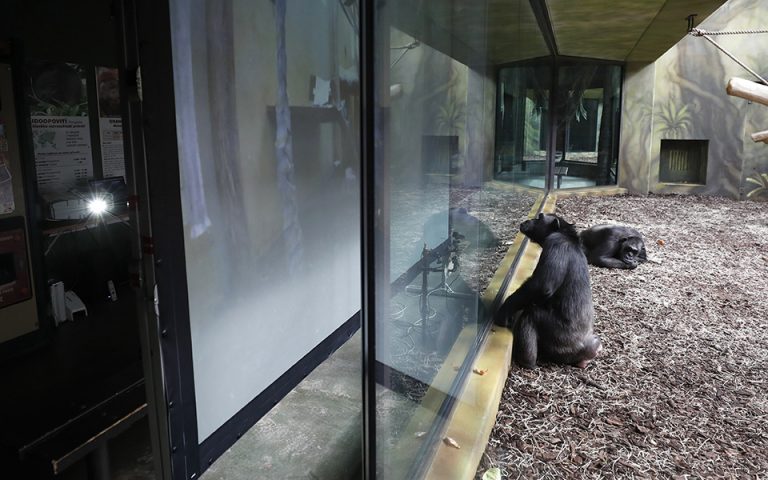 Η μοναξιά των χιμπατζήδων