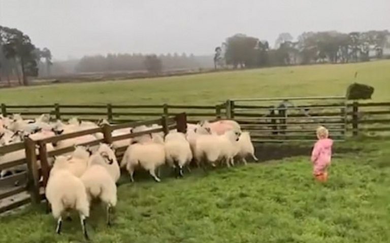 Μια… Μπουμπουλίνα της κτηνοτροφίας (βίντεο)
