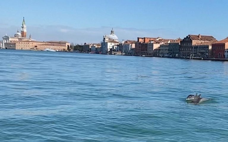 Δελφίνια-τουρίστες σε Βενετία και Νέα Υόρκη (βίντεο)