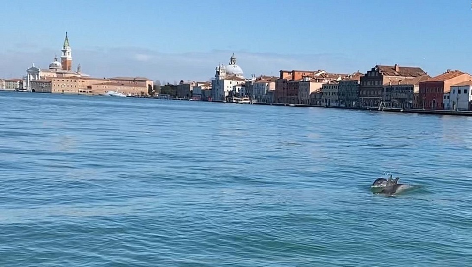 δελφίνια-τουρίστες-σε-βενετία-και-νέα-561305710