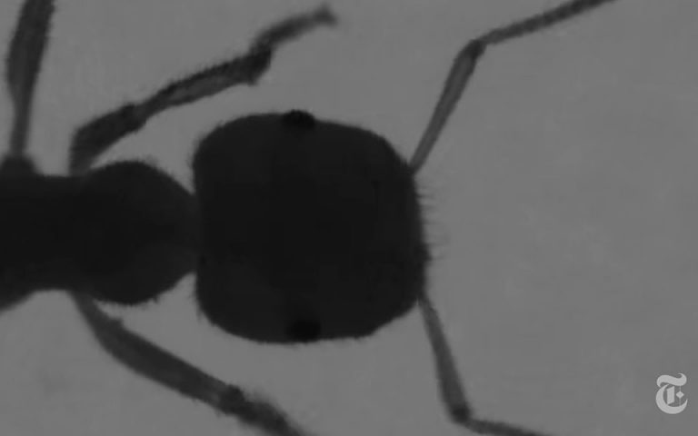 Βίντεο NΥΤ: Πώς τα μυρμήγκια κινούνται με οδηγό τη «μύτη» τους;