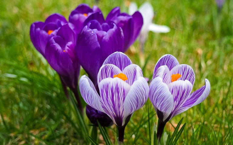5 Υπέροχα ανοιξιάτικα λουλούδια για τον κήπο σας