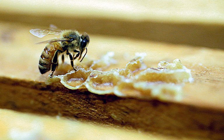 Διπλά τοξικά τα φυτοφάρμακα για τις μέλισσες