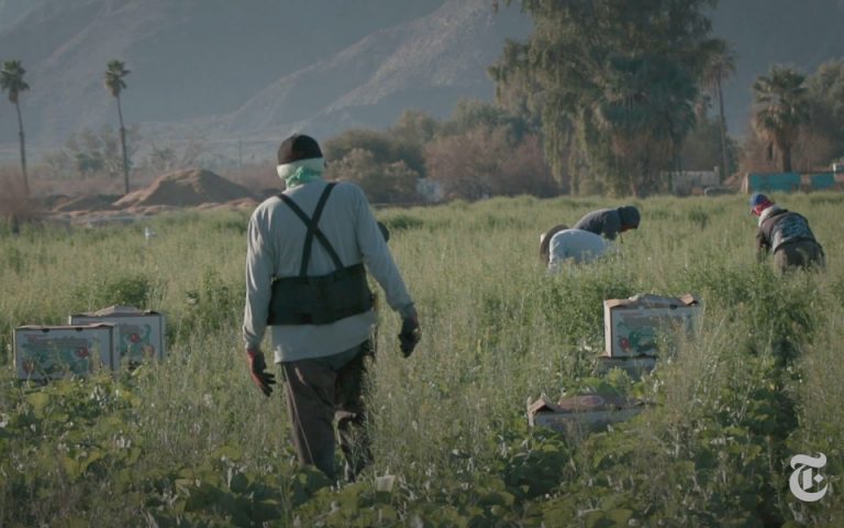 Βίντεο NYT: Ο εμβολιασμός και ο φόβος της απέλασης αδήλωτων αγροτών