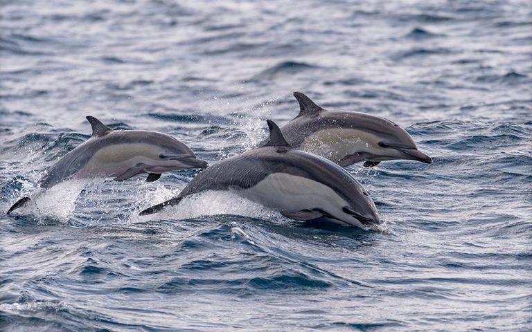 Σε κίνδυνο δελφίνια και φάλαινες