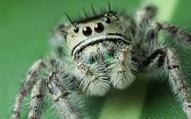 Βίντεο NYT: Μελετώντας τα μάτια μιας αράχνης