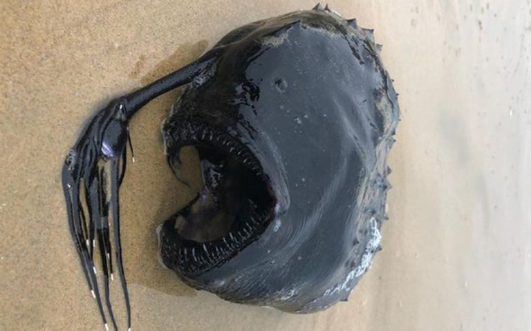 Καλιφόρνια: Ψάρι βγαλμένο από… ταινία τρόμου, ξεβράστηκε σε ακτή