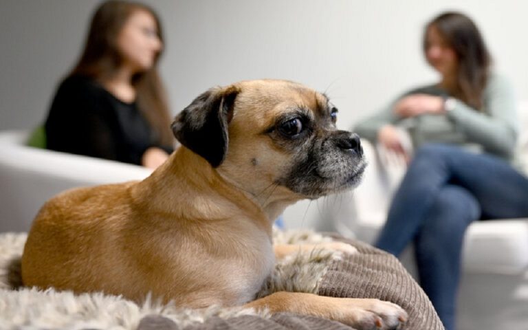 Νέος κορωνοϊός εντοπίστηκε σε σκύλους – Πόσο μεταδοτικός είναι