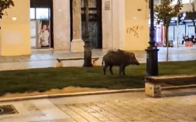 Θεσσαλονίκη: Νέο βίντεο με αγριογούρουνο στο κέντρο της πόλης – «Απομακρυνθείτε ήρεμα»