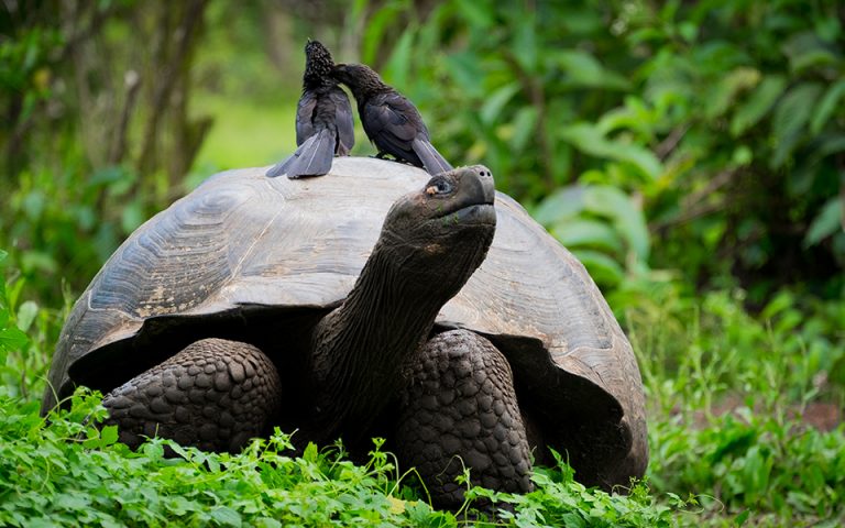 Γκαλαπάγκος: Γιγαντιαία χελώνα αποδείχθηκε μέλος είδους «εξαφανισμένου» εδώ και έναν αιώνα