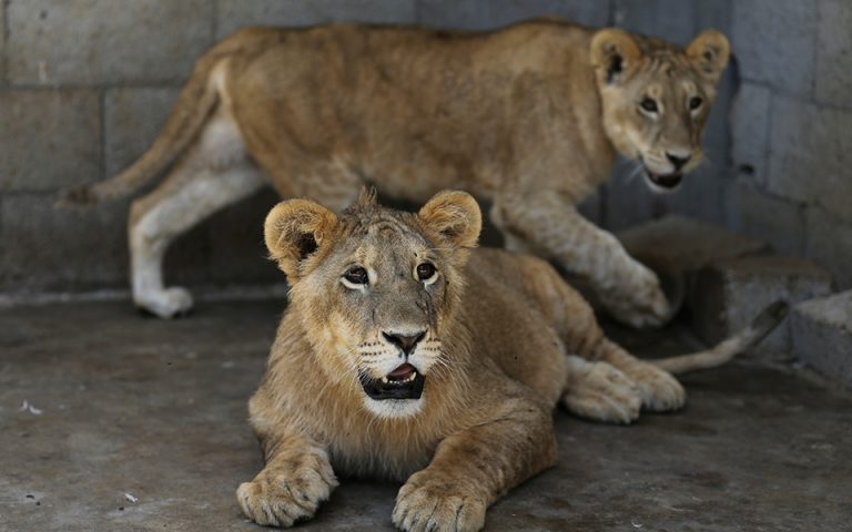 Ινδία: Θύμα του κορωνοϊού λιονταρίνα σε ζωολογικό κήπο