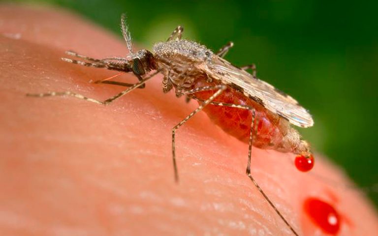Κίνα: Εξαλείφθηκε η ελονοσία έπειτα από προσπάθειες 70 ετών