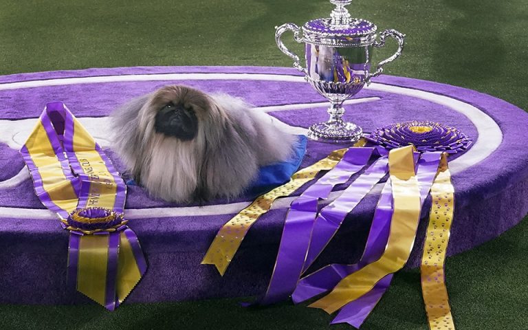 Ο γλυκός Γουασάμπι νικητής του διάσημου διαγωνισμού Westminster Kennel Club Dog Show (βίντεο)