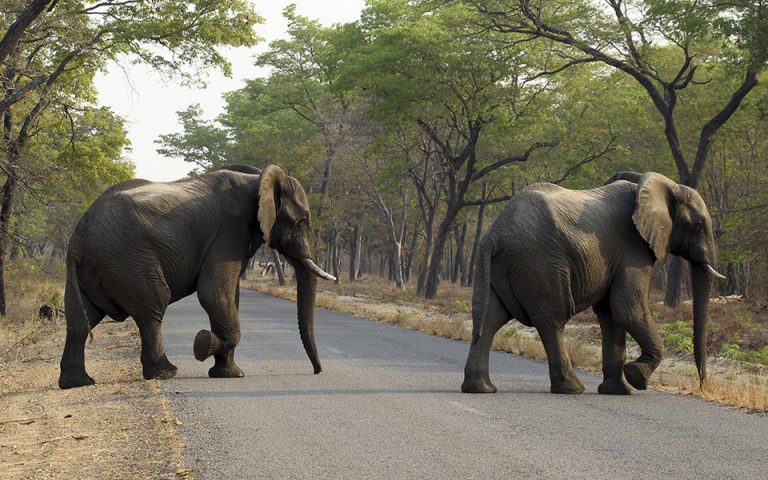 Κίνα: Εθνική κινητοποίηση για τους ελέφαντες που «πήγαν εκδρομή»