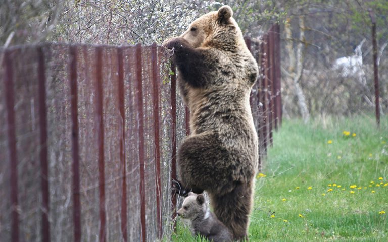 Καστοριά: Αρκούδα σκαρφαλώνει σε φράχτη μαζί με το μωρό της και «κλέβει» κεράσια (εικόνες)