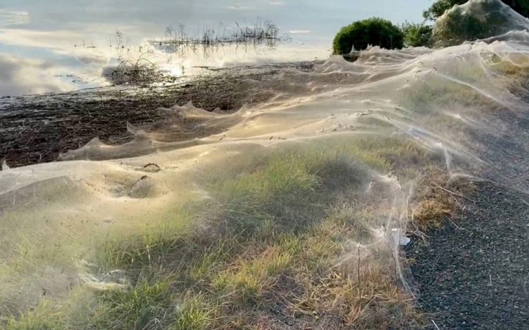 Αυστραλία: Κυματίζει πάνω από χωράφια το λευκό πέπλο που ύφαναν οι αράχνες (βίντεο)