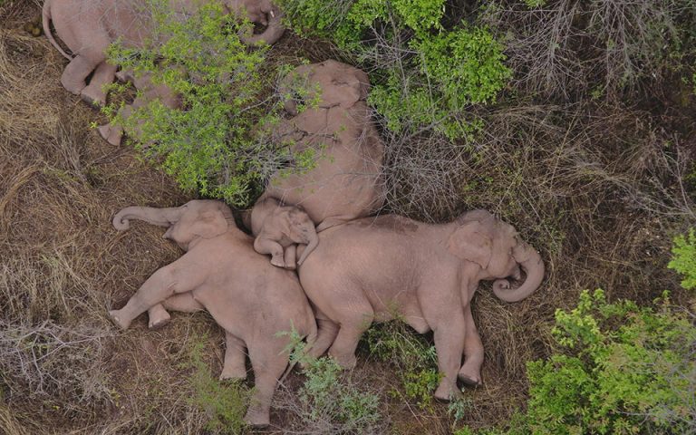 Ινδία: Τεστ Covid-19 και σε ελέφαντες μετά τον θάνατο λιονταριού (βίντεο)