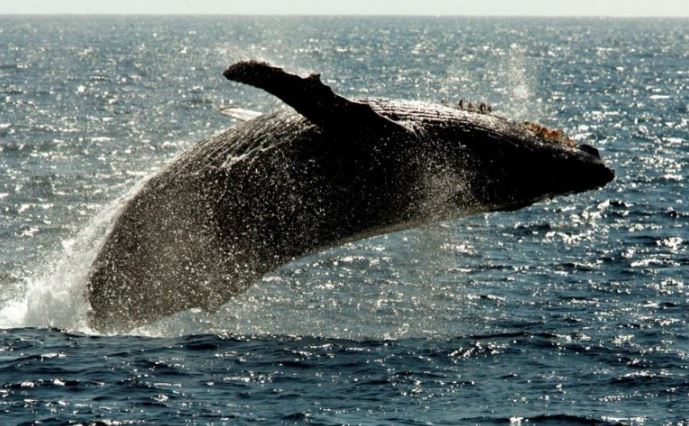 Η ασύλληπτη ιστορία του ψαρά που τον κατάπιε φάλαινα