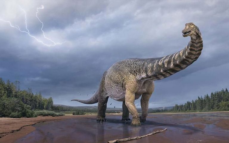 Αυστραλοτιτάν: Ο δεινόσαυρος που είχε μήκος όσο ένα γήπεδο μπάσκετ
