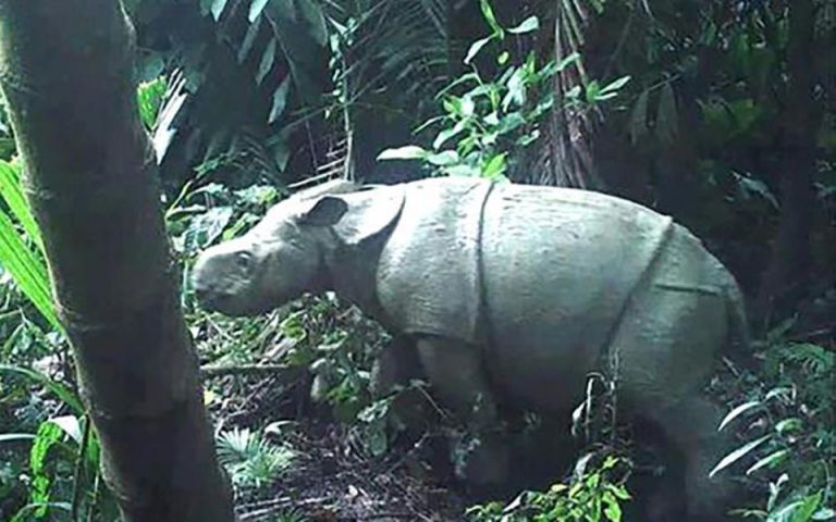 Δύο σπάνιοι ρινόκεροι της Ιάβας εντοπίστηκαν στην Ινδονησία