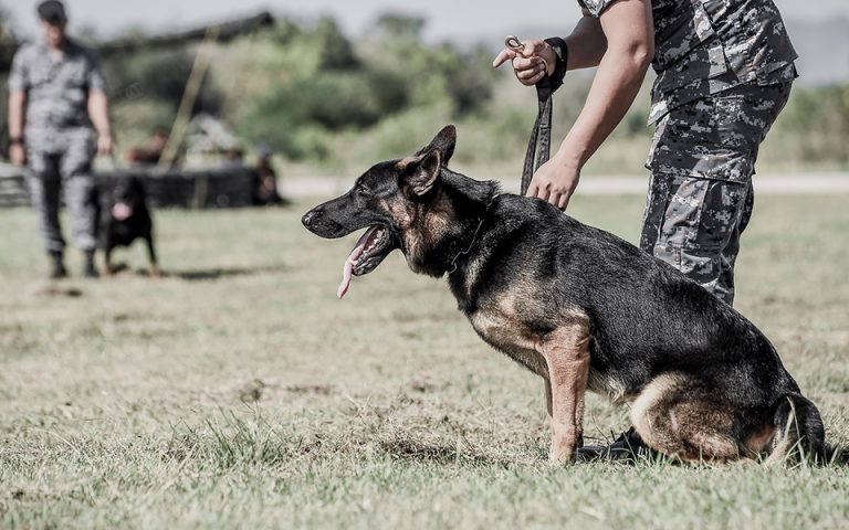 «Kατάταξη» 23 στρατιωτικών σκύλων στην Πολεμική Αεροπορία