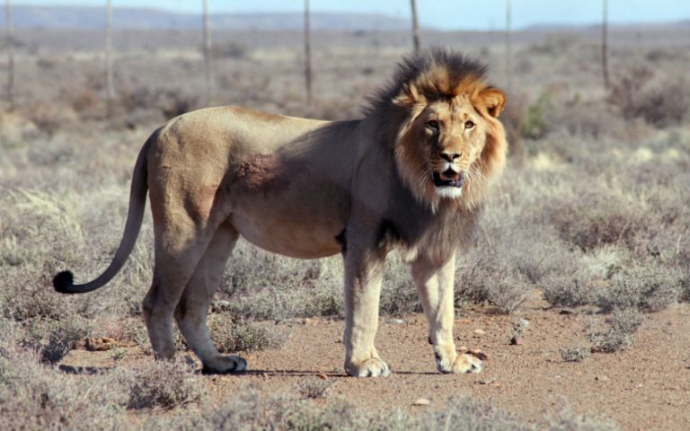 Κένυα: Λιοντάρι απέδρασε από το εθνικό πάρκο και έσπειρε τον πανικό (βίντεο)
