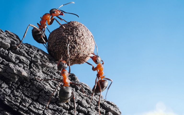 Μαθαίνοντας από τα μυρμήγκια της φωτιάς