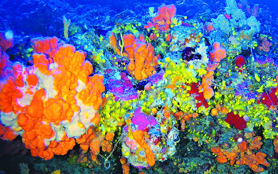 κοράλλια-ηλικίας-7-500-ετών-κρυμμένα-στ-561445318