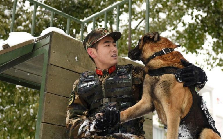 Κίνα: H… μεγάλη των σκύλων σχολή φροντίζει και όσους απορρίπτει