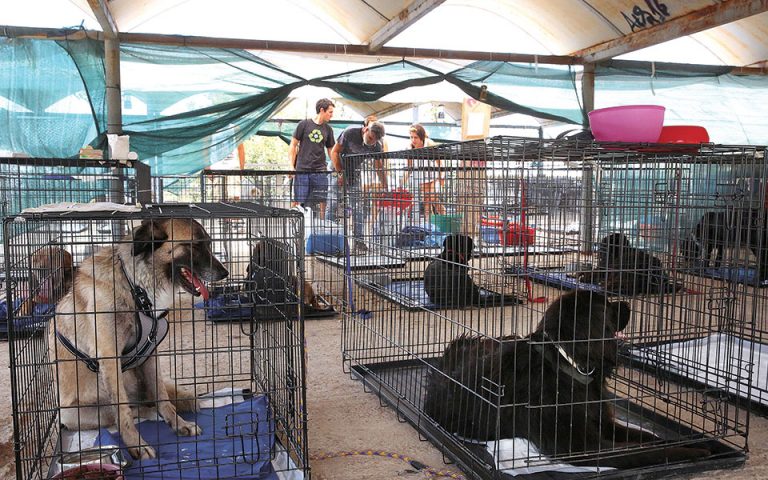 Καταφύγιο πυρόπληκτων ζώων: Συγκινητική προσπάθεια εθελοντών στο Γαλάτσι