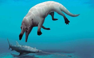Η αρχαία φάλαινα, που ονομάστηκε Phiomicetus anubis, μπορούσε να κολυμπήσει στο νερό, αλλά και να περπατήσει στη στεριά. (Φωτ. Από το facebook του πανεπιστημίου Μανσούρα.)
