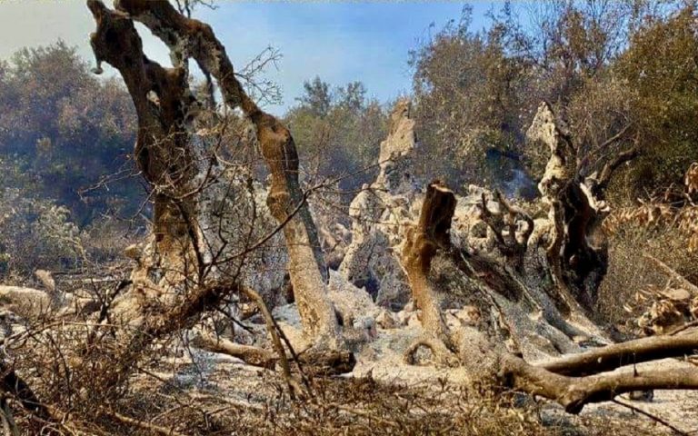 Εύβοια: Θύμα των πυρκαγιών και μια ελιά 2.500 ετών