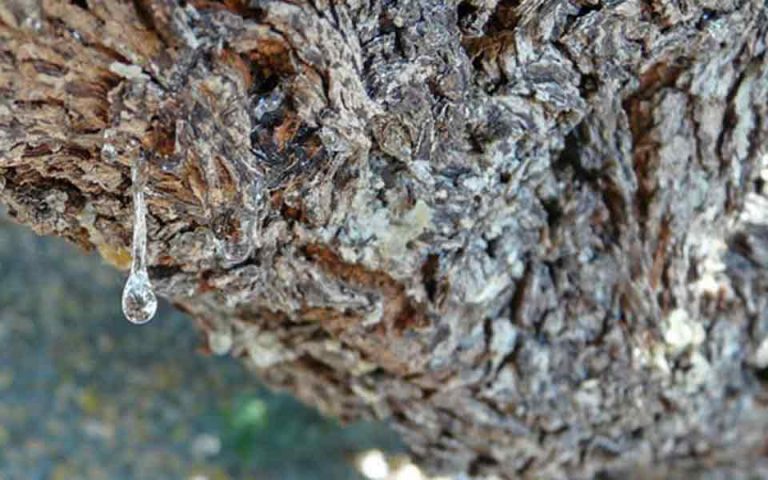 Δωρεάν εκπαίδευση στην καλλιέργεια μαστιχόδεντρων