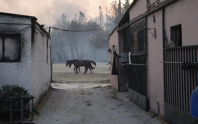 Φωτιά στη Βαρυμπόμπη: Κύμα συμπαράστασης για τα ζώα