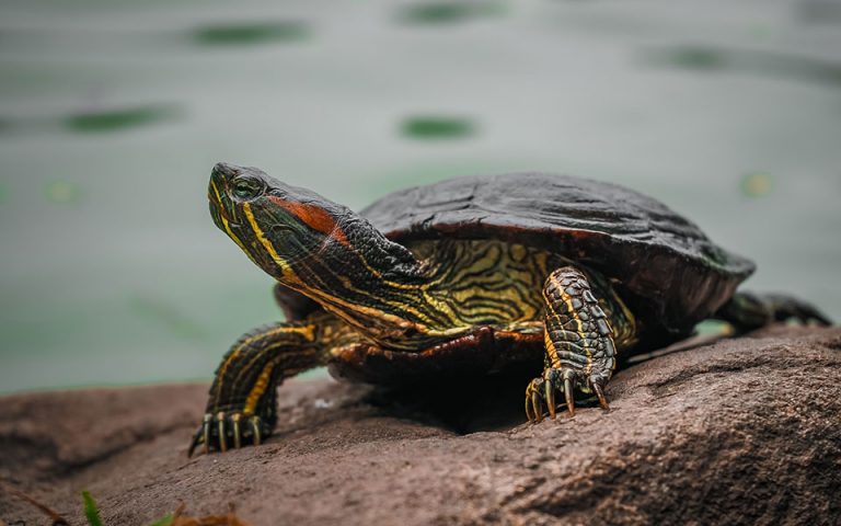 Σαρκοβόρο χελώνα κατέγραψαν ερευνητές στις Σεϋχέλλες