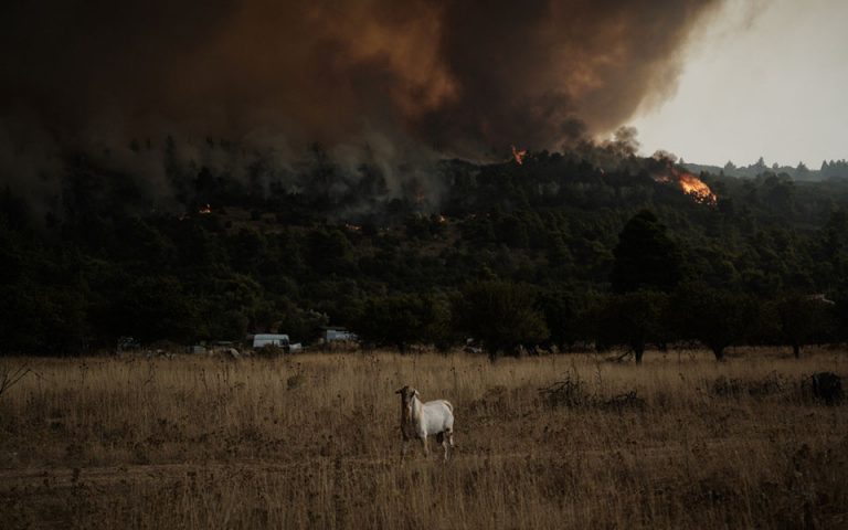 Φωτιά στα Βίλια: Αδιάκοπη μάχη με τις φλόγες για πέμπτη ημέρα – Κατευθύνεται προς το Καντήλι Μεγάρων η πυρκαγιά