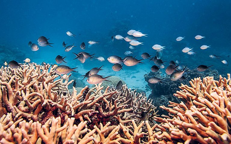 Πώς θα σώσουμε τον μεγάλο κοραλλιογενή ύφαλο
