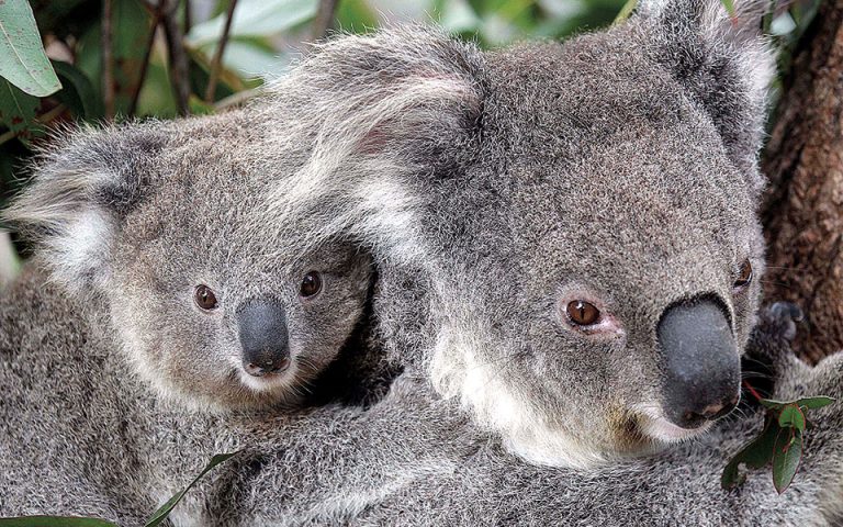 Αποδεκατίζονται τα κοάλα στην Αυστραλία