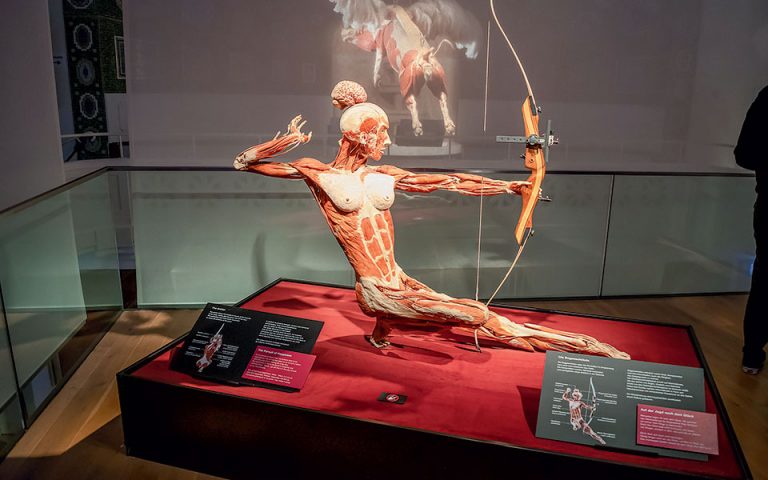 Εκθεση «Body Worlds»: Όσα αποκαλύπτει το ανθρώπινο σώμα