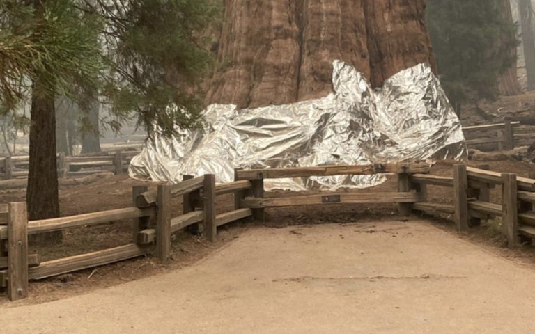 Καλιφόρνια: Πυροσβέστες τυλίγουν με φύλλα αλουμινίου τις σεκόγιες – Ύστατη προσπάθεια για να σωθούν δέντρα χιλιάδων ετών